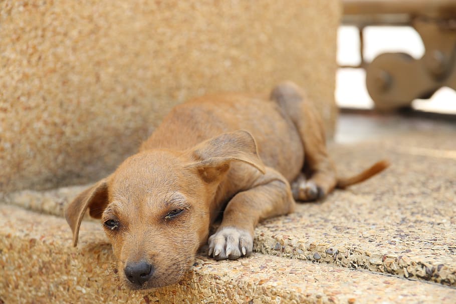 stray-dogs-in-the-uk